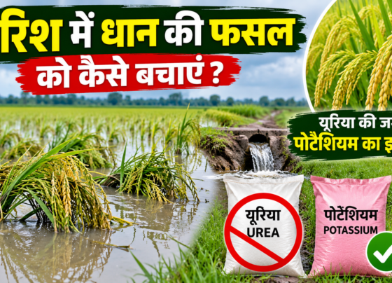 Barish Mein Dhan Ki Fasal Ko Kaise Bachayen