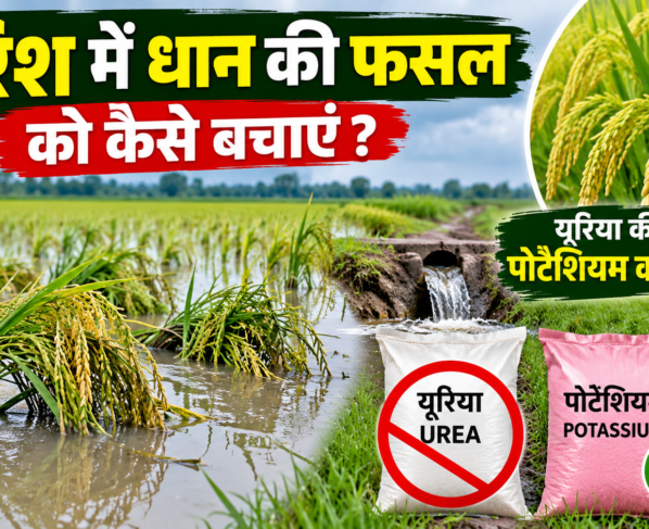 Barish Mein Dhan Ki Fasal Ko Kaise Bachayen
