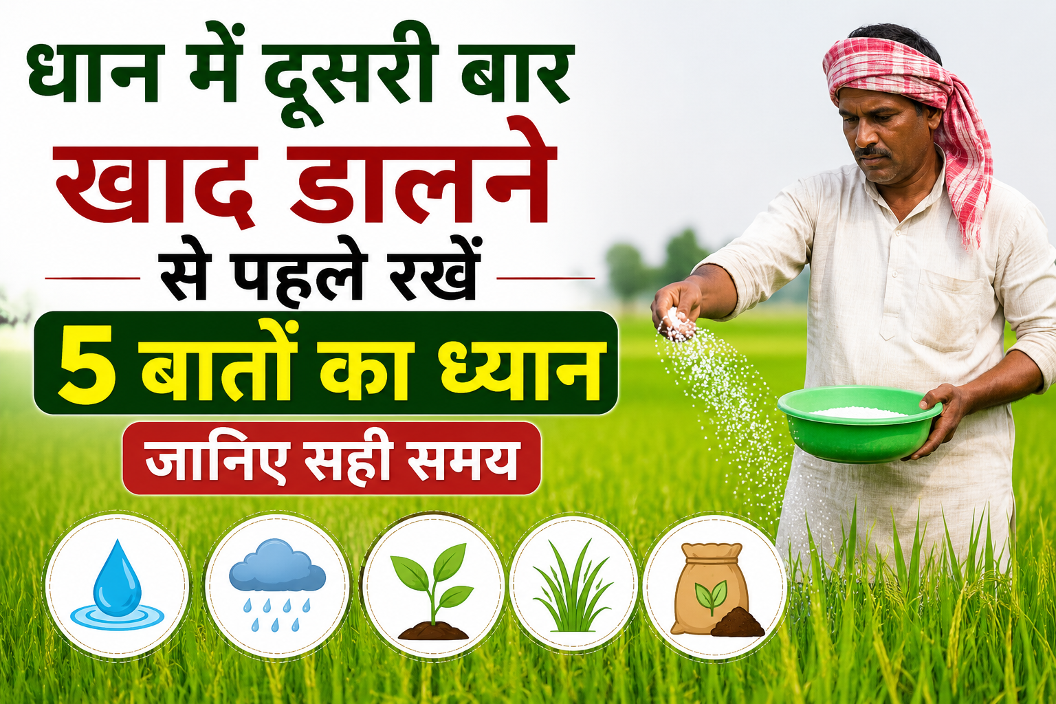 धान में दूसरी बार खाद डालने से पहले किसान रखें इन 5 बातों का ध्यान, जानिए सही समय Dhan Mein Dusri Baar Khad Kab Dalen