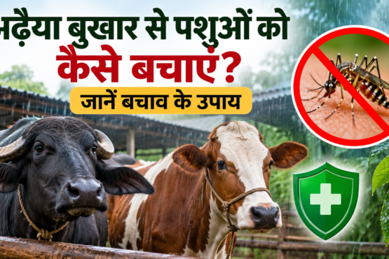 Adhaiya Bukhar Se Pashuon Ko Kaise Bachayein