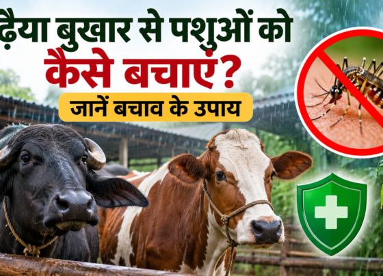 Adhaiya Bukhar Se Pashuon Ko Kaise Bachayein