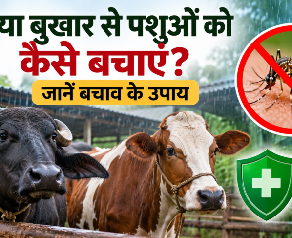 Adhaiya Bukhar Se Pashuon Ko Kaise Bachayein