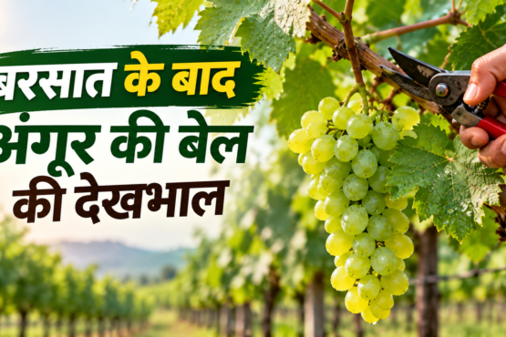 Barsaat Ke Baad Angoor Ki Bel Ki Dekhbhal Kaise Karein