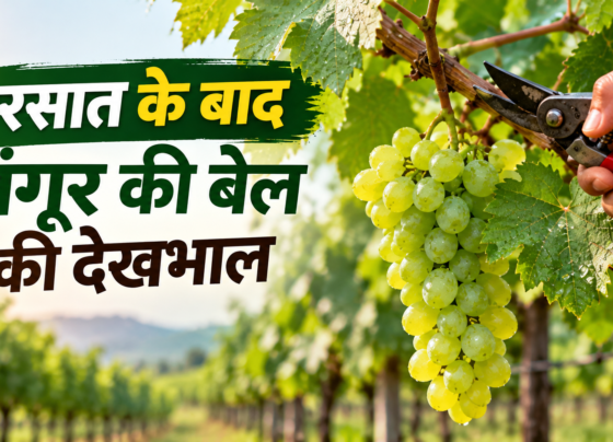 Barsaat Ke Baad Angoor Ki Bel Ki Dekhbhal Kaise Karein