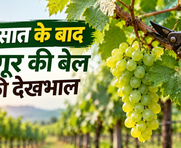 Barsaat Ke Baad Angoor Ki Bel Ki Dekhbhal Kaise Karein