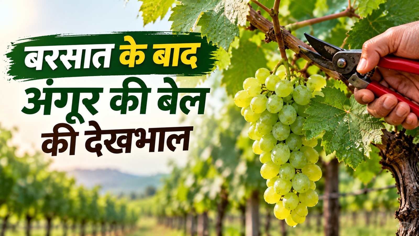 बारिश के बाद अंगूर की बेल की देखभाल के 5 जरूरी टिप्स, स्वस्थ बेल से मिलेंगे अच्छे और रसीले गुच्छे  Barsaat Ke Baad Angoor Ki Bel Ki Dekhbhal Kaise Karein