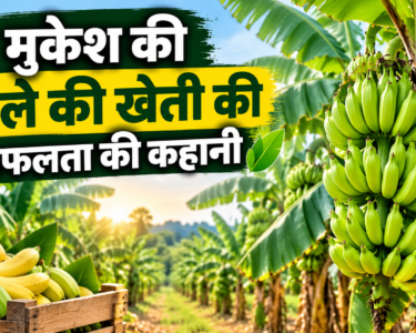 Banana Farming Success Story