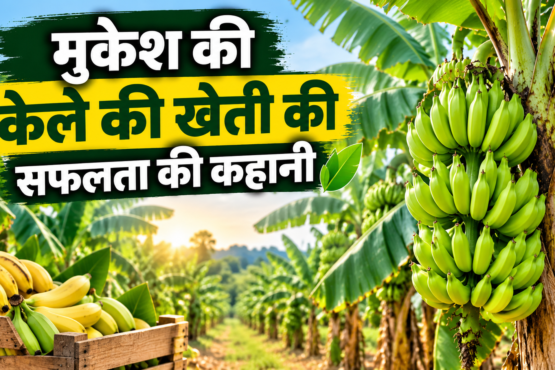 Banana Farming Success Story