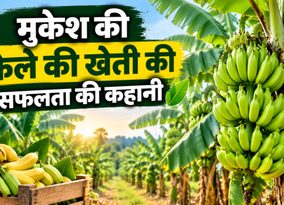 Banana Farming Success Story