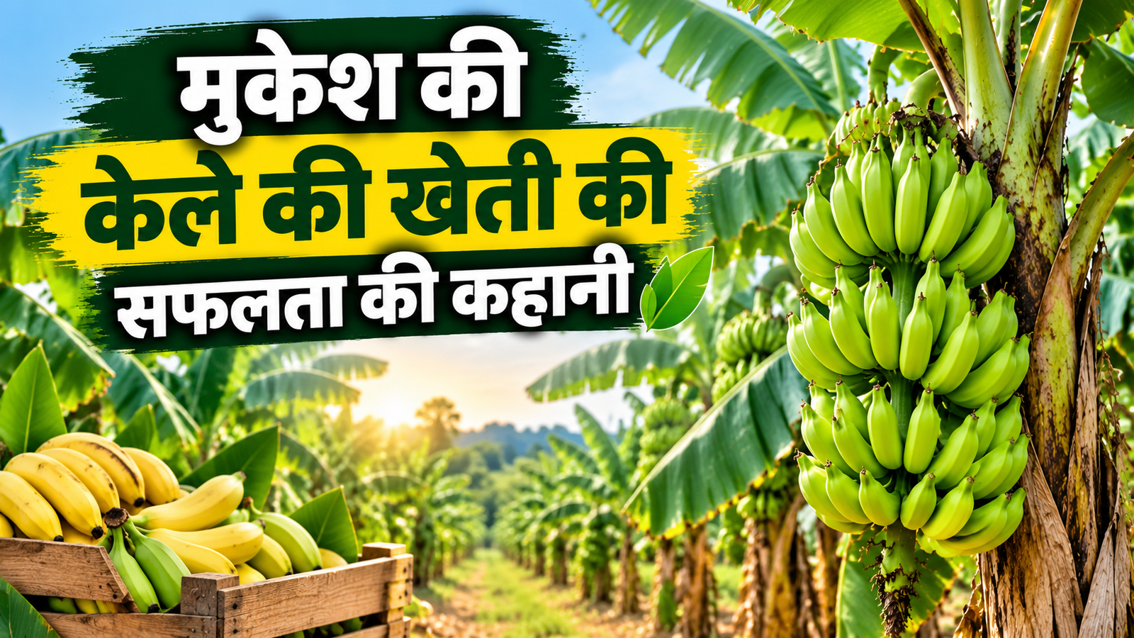 गेहूं-धान की खेती छोड़ केले की खेती से किसान कमा रहे तगड़ा मुनाफा, सरकार से मिल रहा अनुदान  Banana Farming Success Story