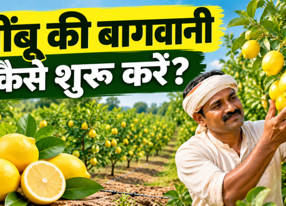Nimbu Ki Bagwani Kaise Shuru Karein?