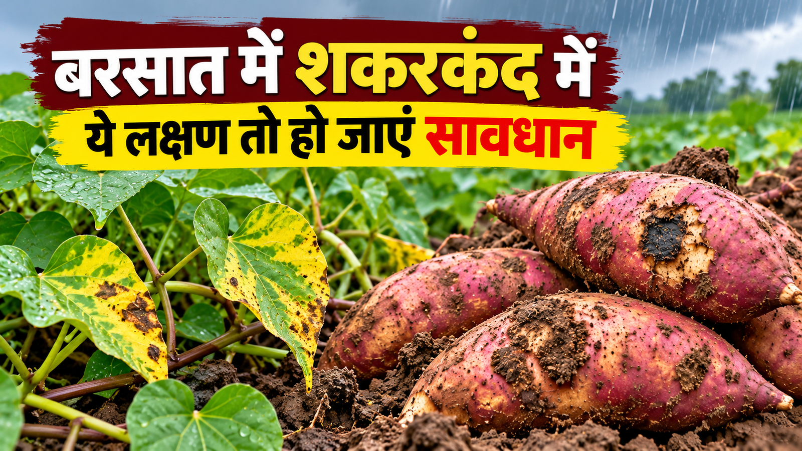 बरसात में शकरकंद की फसल को रोगों से बचाने का आसान तरीका Shakarkand Mein Rog Aur Bachav Ke Upay