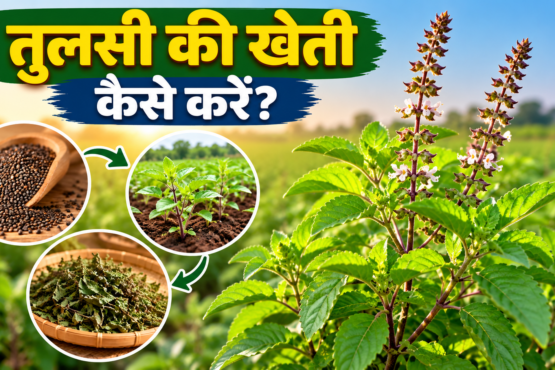 Tulsi Ki Kheti Kaise Karein