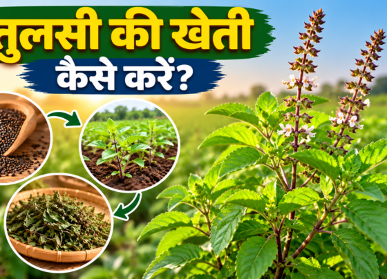 Tulsi Ki Kheti Kaise Karein