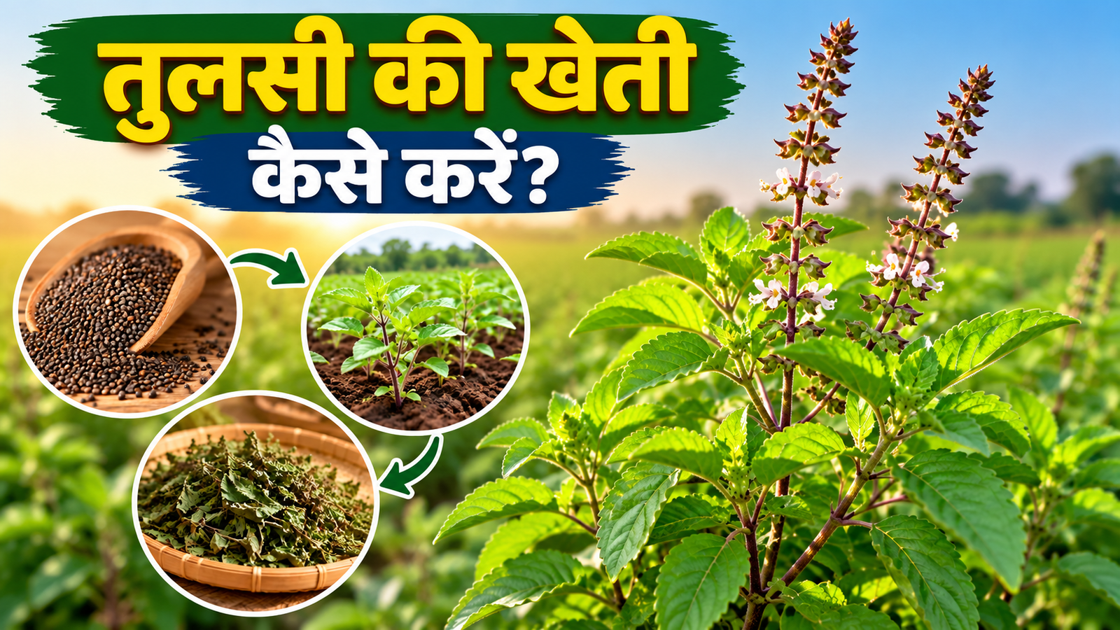 तुलसी की खेती कैसे करें, जानें बीज, मिट्टी, सिंचाई और कटाई का सही तरीका Tulsi Ki Kheti Kaise Karein