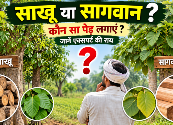Sakhua Aur Sagwan Mein Kaun Sa Ped Lagaye