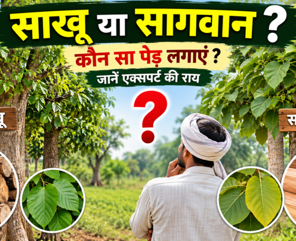 Sakhua Aur Sagwan Mein Kaun Sa Ped Lagaye