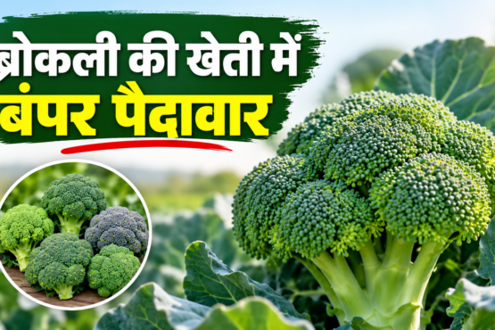 Broccoli Ki Unnat Kisme