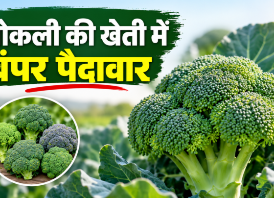 Broccoli Ki Unnat Kisme