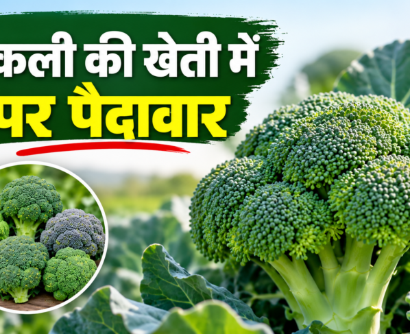 Broccoli Ki Unnat Kisme