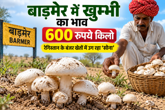 Barmer Mein Khumbi Ka Bhav 600 Rupaye Kilo