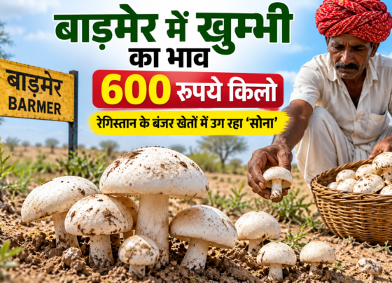 Barmer Mein Khumbi Ka Bhav 600 Rupaye Kilo