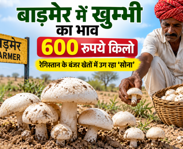 Barmer Mein Khumbi Ka Bhav 600 Rupaye Kilo