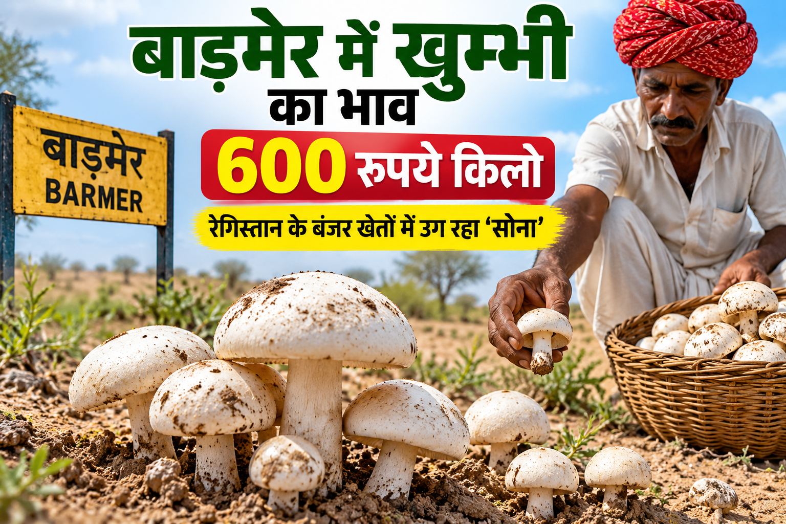 रेगिस्तान के बंजर खेतों में उग रहा ‘सोना’, ग्रामीणों को हो रही अच्छी कमाई Barmer Mein Khumbi Ka Bhav 600 Rupaye Kilo