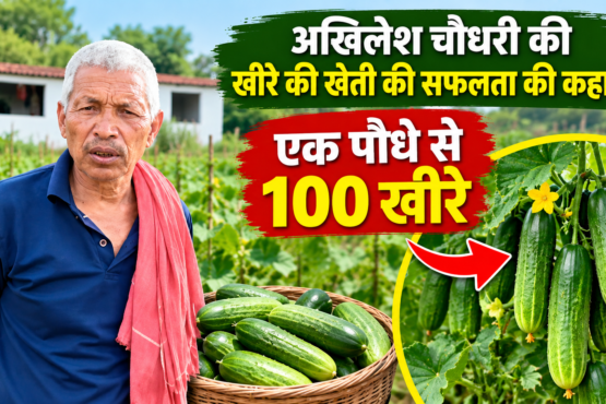 Akhilesh Choudhary Kheere Ki Kheti Success Story