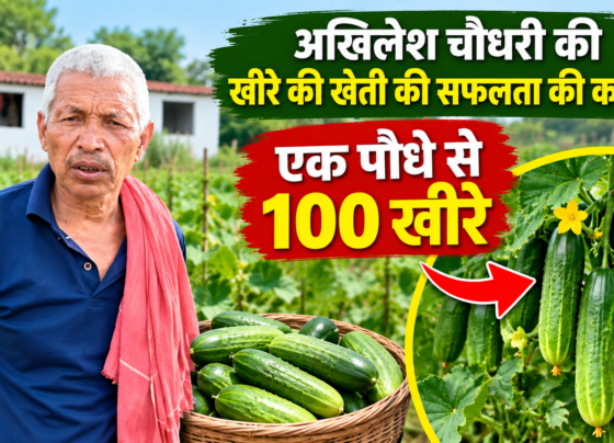 Akhilesh Choudhary Kheere Ki Kheti Success Story