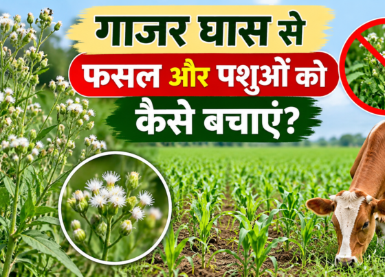 Gajar Ghas Se Fasal Aur Pashuon Ko Kaise Bachaye
