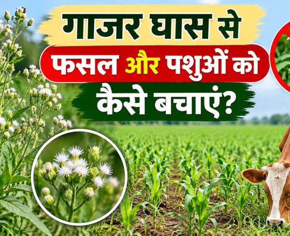 Gajar Ghas Se Fasal Aur Pashuon Ko Kaise Bachaye