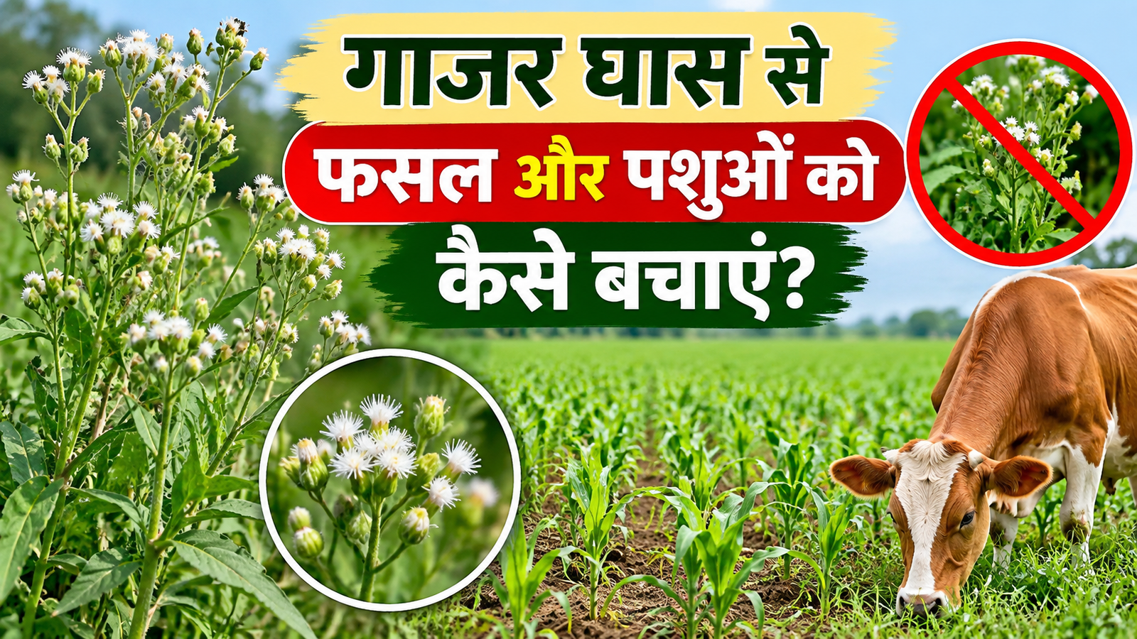 गाजर घास बनी किसानों की नई परेशानी, फसल उत्पादन घटने के साथ पशुओं के लिए भी खतरा Gajar Ghas Se Fasal Aur Pashuon Ko Kaise Bachaye