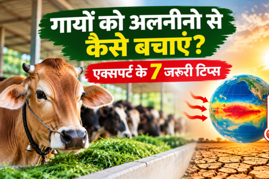 Gayon Ko El Nino Se Kaise Bachayen