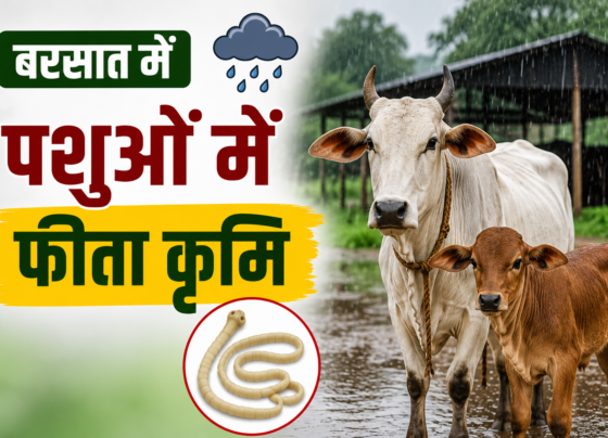Barsaat Mein Pashuon Mein Feeta Krimi