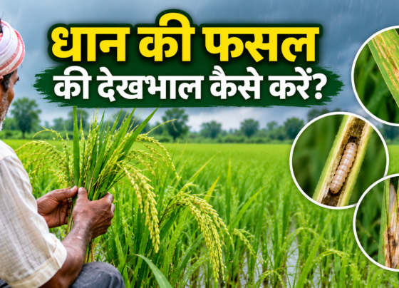 Dhan Ki Fasal Ki Dekhbhal Kaise Kare
