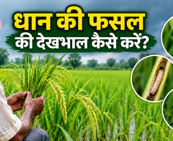 Dhan Ki Fasal Ki Dekhbhal Kaise Kare