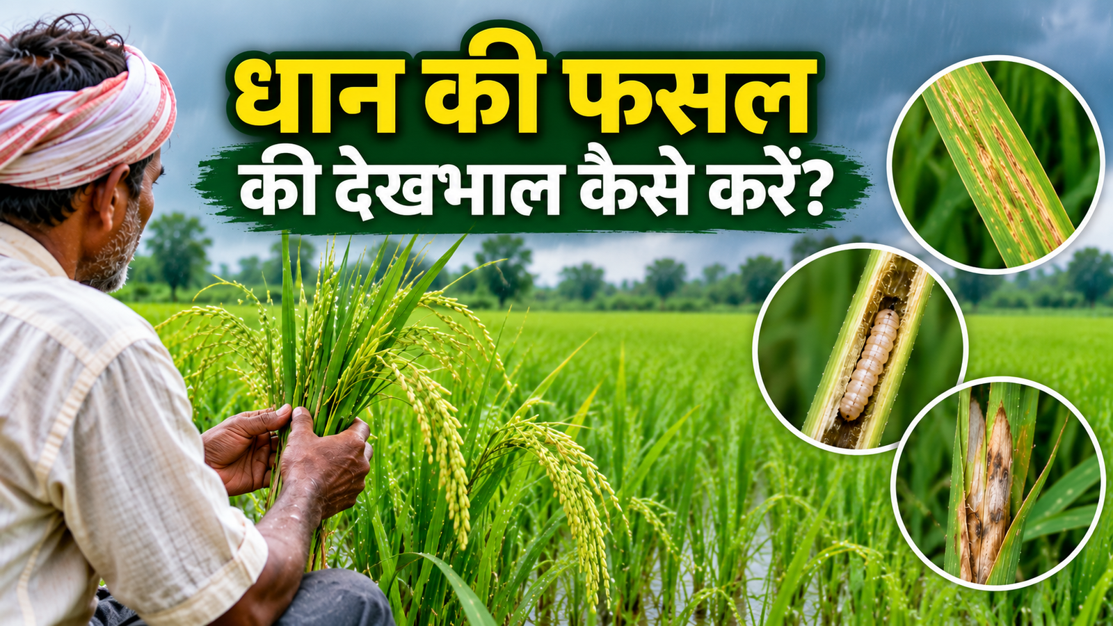 लगातार बारिश में रोग और कीटों से ऐसे बचाएं फसल  Dhan Ki Fasal Ki Dekhbhal Kaise Kare