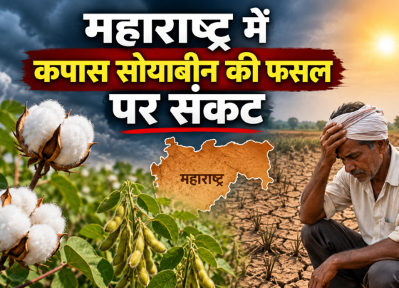 Maharashtra Mein Kapas Soyabean Ki Fasal Par Sankat