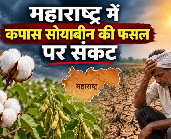 Maharashtra Mein Kapas Soyabean Ki Fasal Par Sankat
