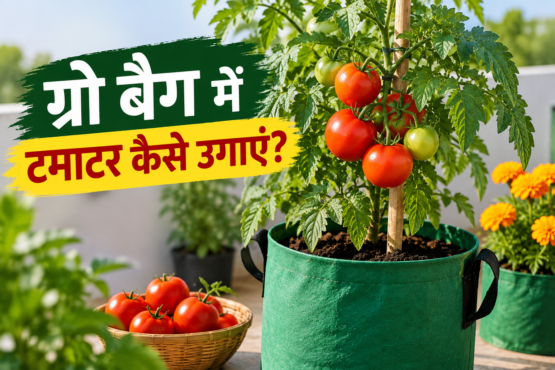 Grow Bag Mein Tamatar Kaise Ugayein