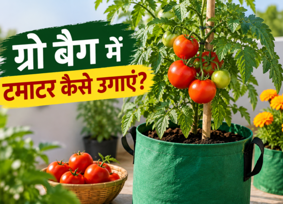 Grow Bag Mein Tamatar Kaise Ugayein