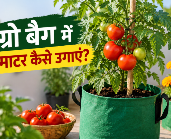 Grow Bag Mein Tamatar Kaise Ugayein