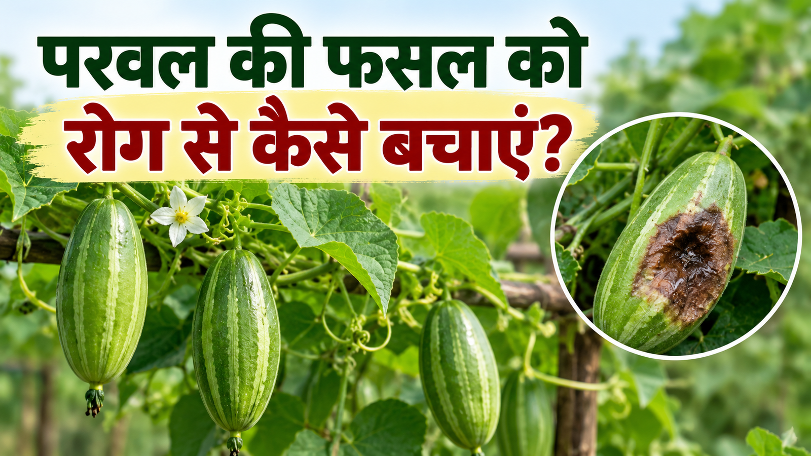 परवल की फसल में सड़न रोग का खतरा, समय रहते अपनाएं ये 5 उपाय Parwal ki fasal ko rog se kaise bachayen