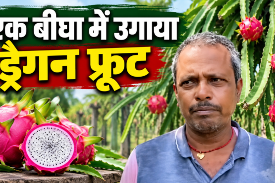 Manjay Prasad Dragon Fruit Farming Success Story