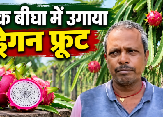 Manjay Prasad Dragon Fruit Farming Success Story