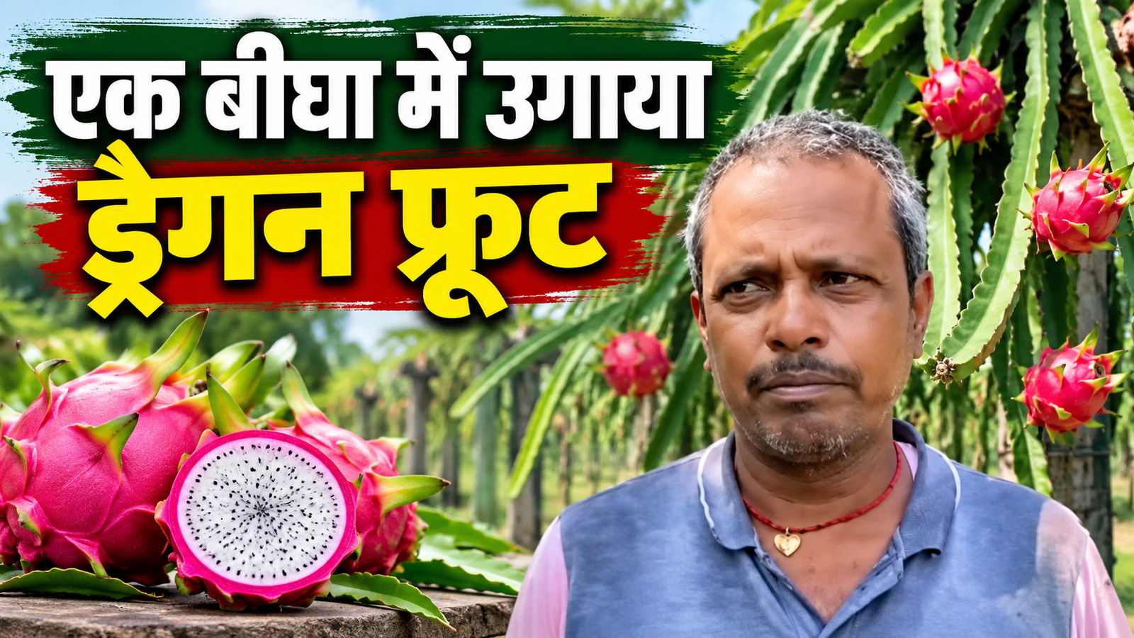 बेतिया के किसान ने बदली खेती की राह, एक बीघा में ड्रैगन फ्रूट की खेती से अच्छी कमाई  Manjay Prasad Dragon Fruit Farming Success Story