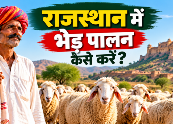 Rajasthan Mein Bhed Palan Kaise Karein?