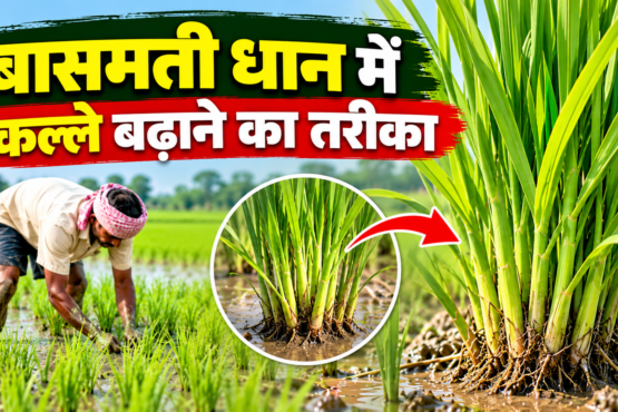 Basmati Dhaan Mein Kalle Badhane Ka Tarika