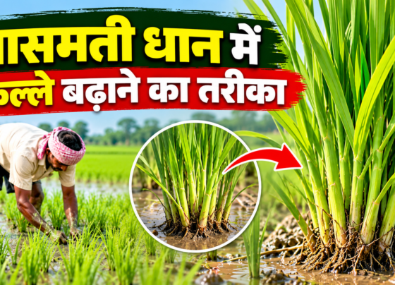 Basmati Dhaan Mein Kalle Badhane Ka Tarika